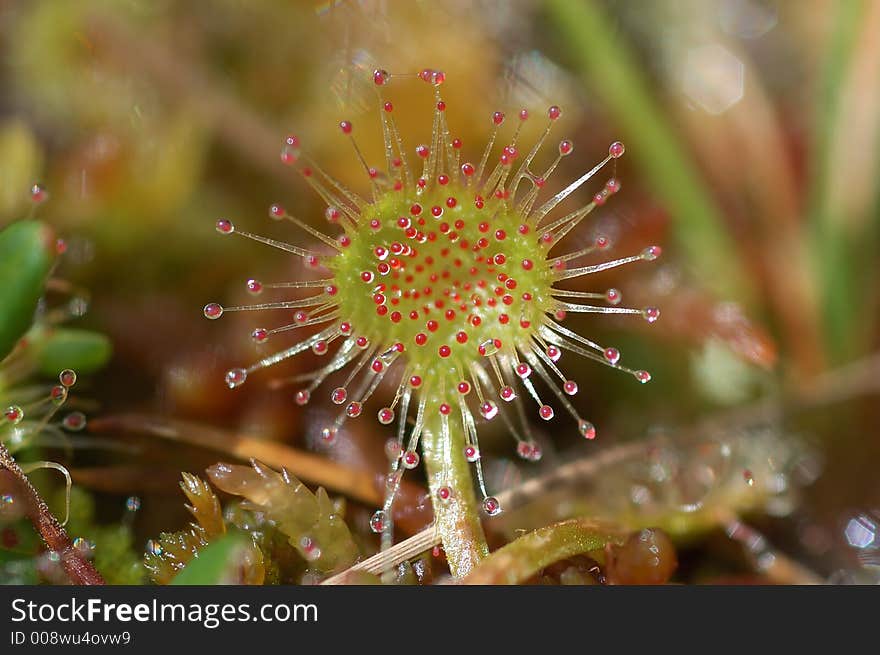 So called meat eating plant with its sticky flower. So called meat eating plant with its sticky flower