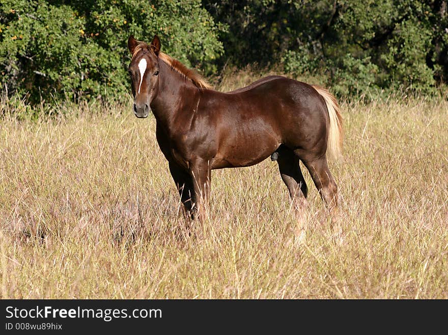 Liver chestnut stud colt with blonde mane and tail, standing in tall grass, autumn, tree line in background, morning sunshine. Liver chestnut stud colt with blonde mane and tail, standing in tall grass, autumn, tree line in background, morning sunshine.