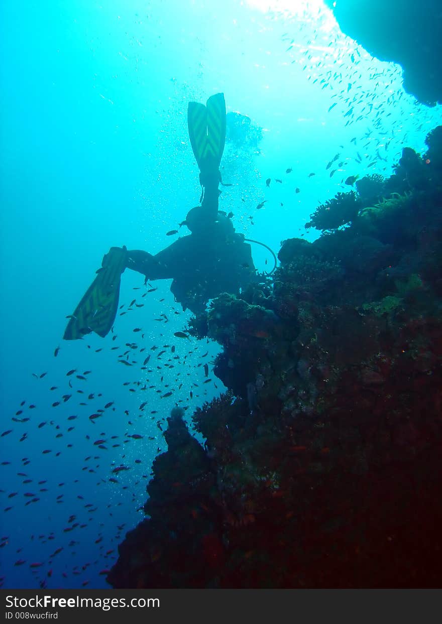 Scuba diver and coral reef