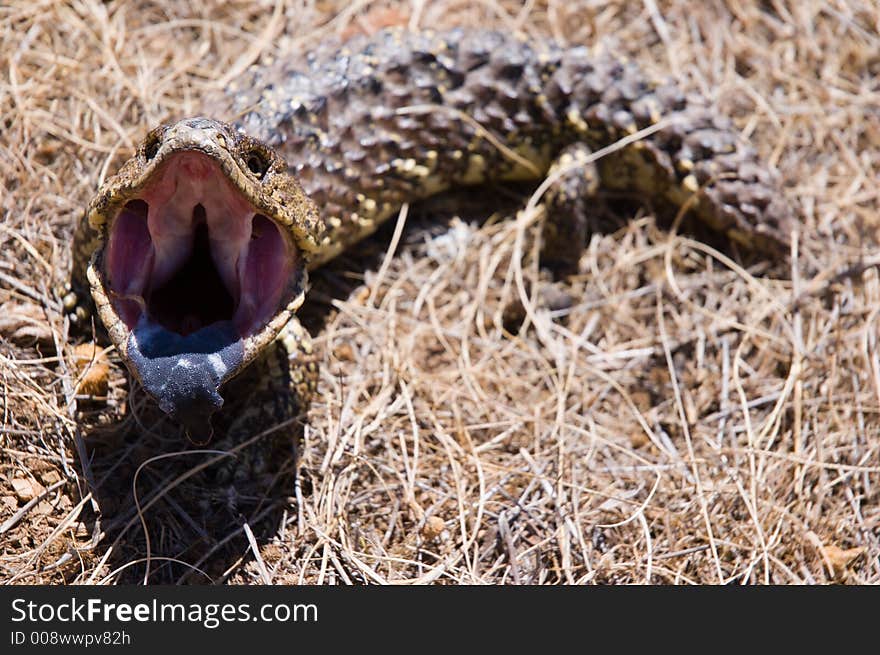 A Shingleback Lizard sees me as a threat. A Shingleback Lizard sees me as a threat.