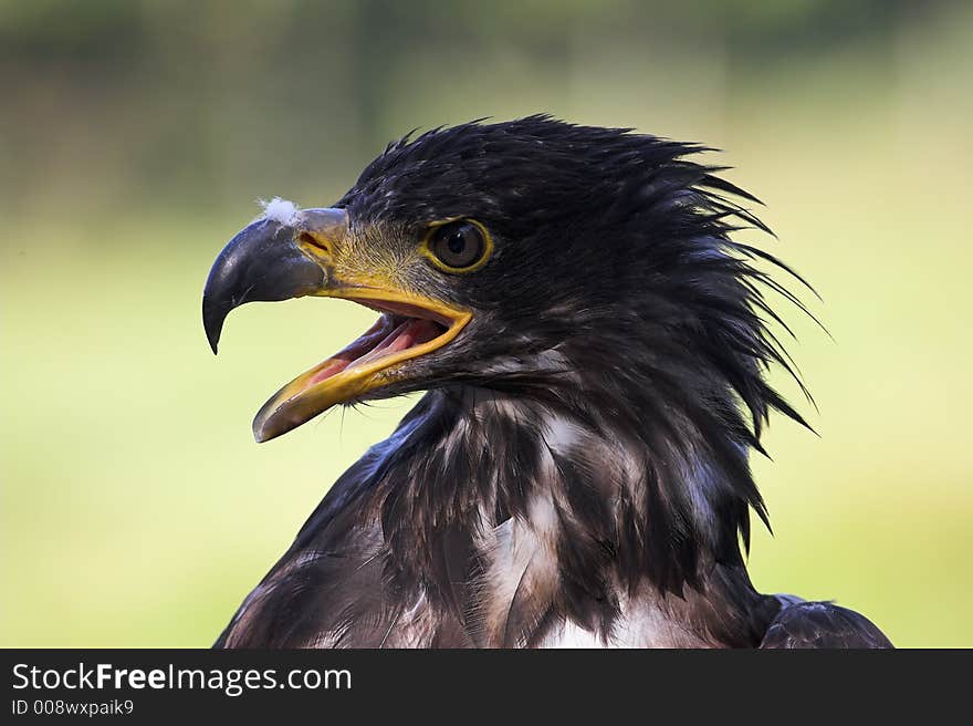 Young Eagle