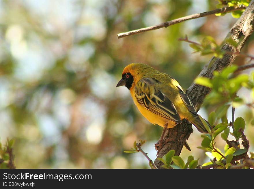 Yellow African bird sitting on a branch