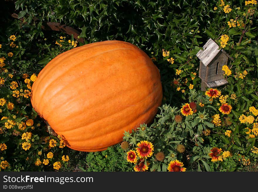 One large pumpkin in patch of orange flowers