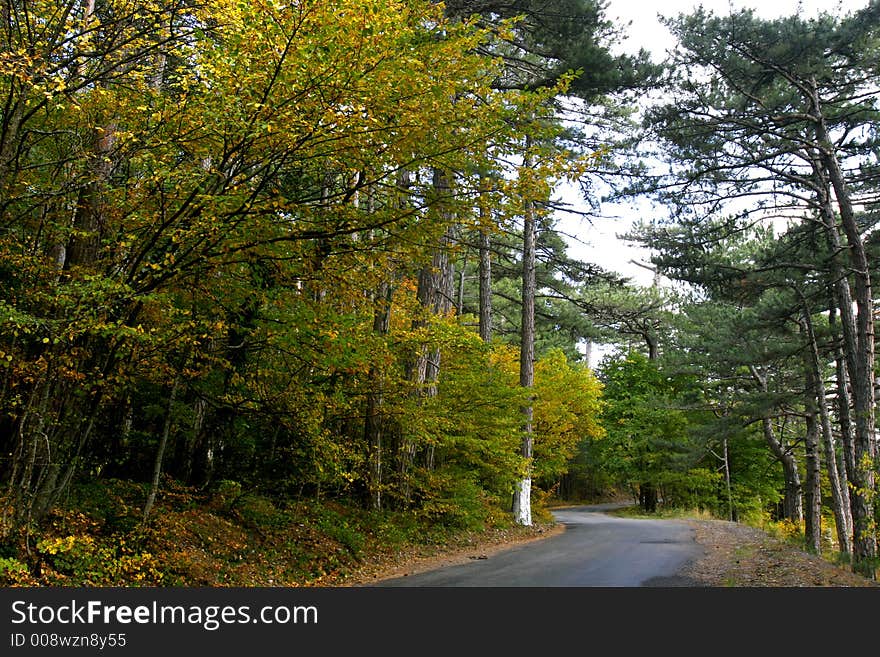 View of road in autumn forest