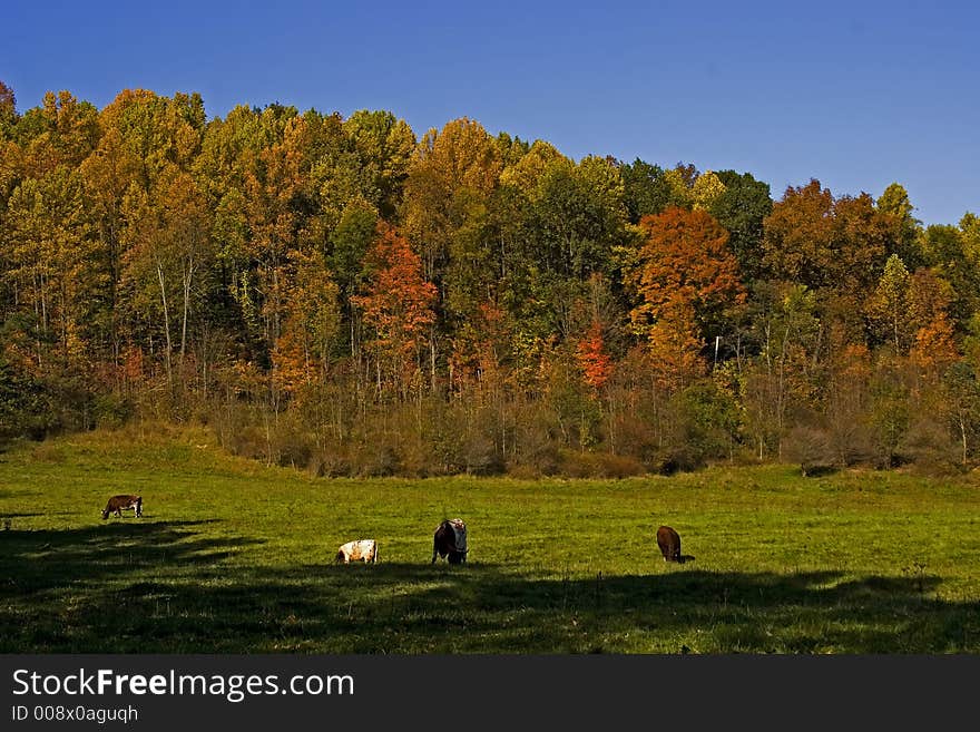 A beautiful pasture with cattle and fall foliage background. A beautiful pasture with cattle and fall foliage background