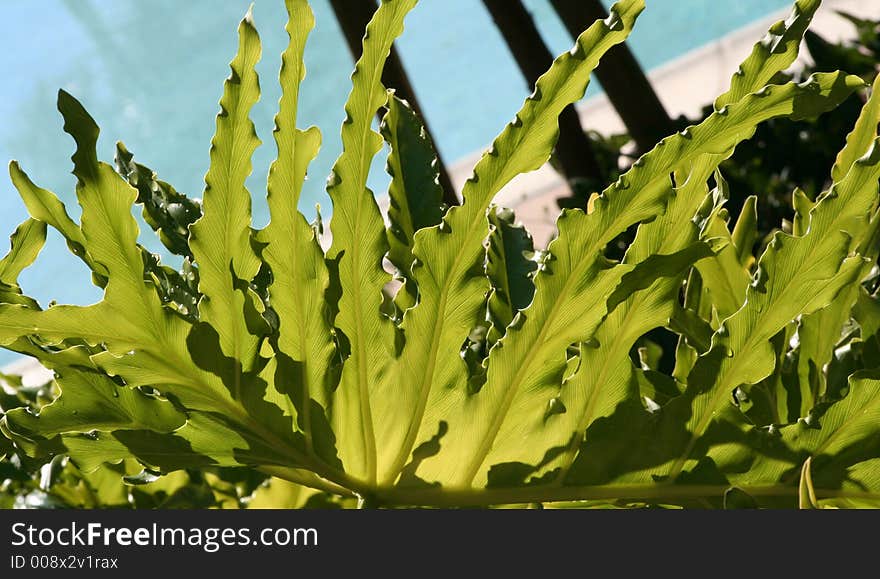 Big green leafs on the blue sky