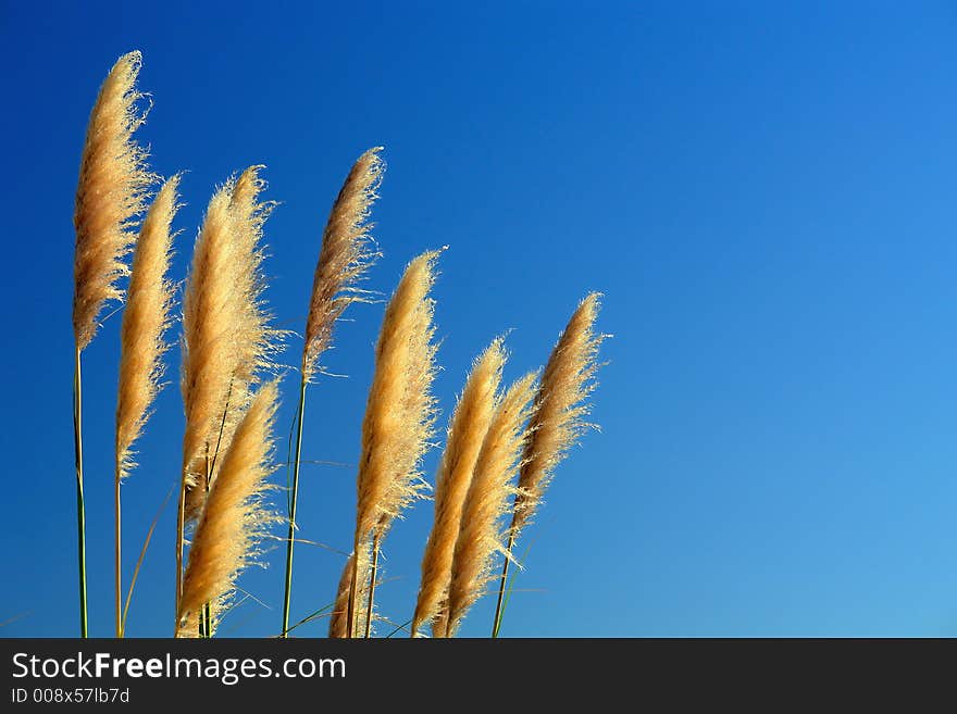 Vegetable plumage