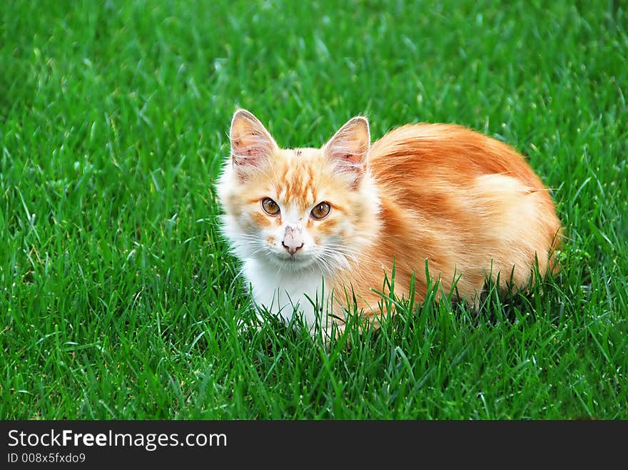 Lovely kitten on clean grass. Lovely kitten on clean grass