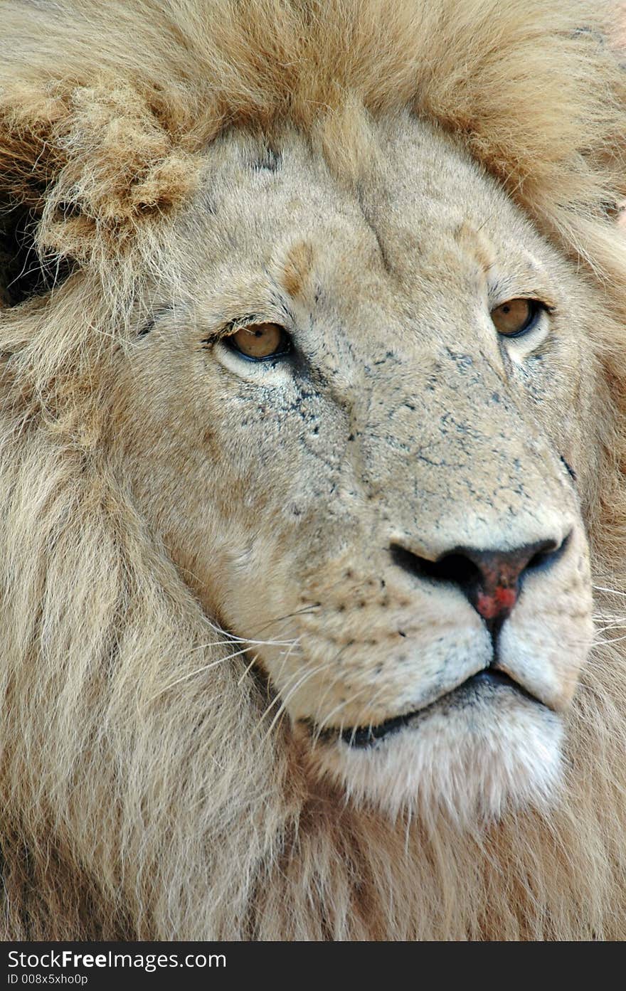 The magnificent male lion of Africa. The magnificent male lion of Africa.