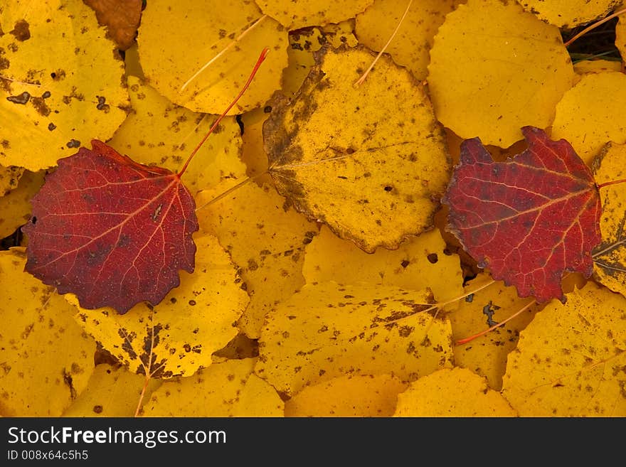 Symbols of autumn - red and yellow withering leaves