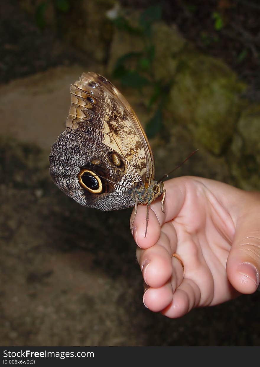 Beautiful exotic butterfly on a hand. Beautiful exotic butterfly on a hand