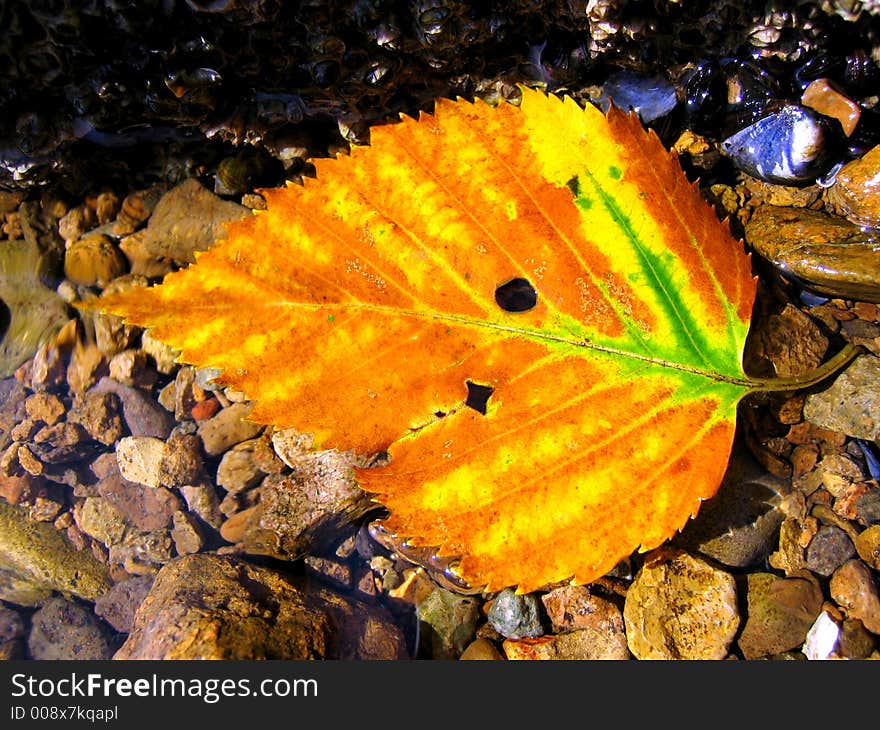 Autumn on the kamchatka.Russia. Autumn on the kamchatka.Russia.