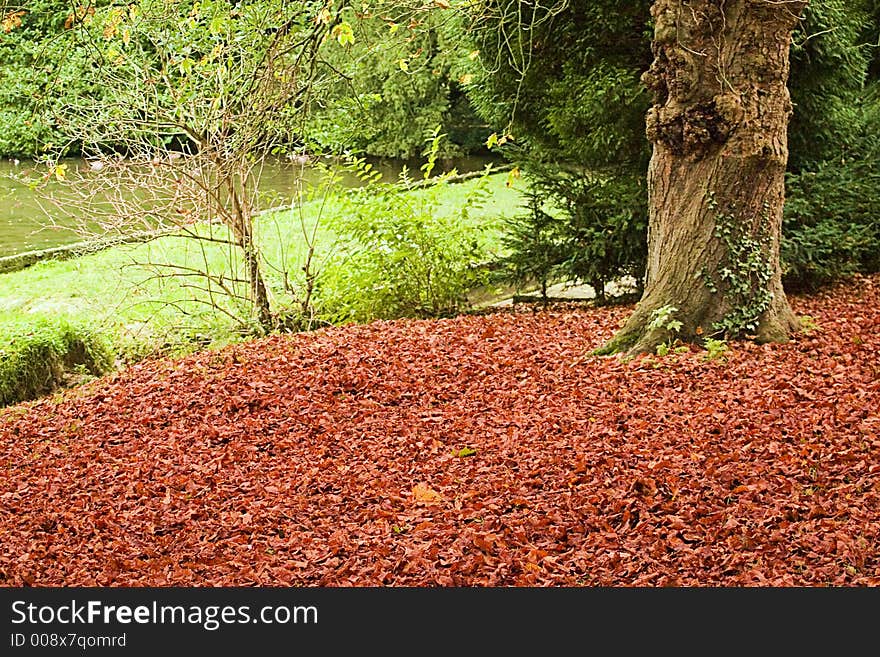 Bed of leaves under a tree. Bed of leaves under a tree