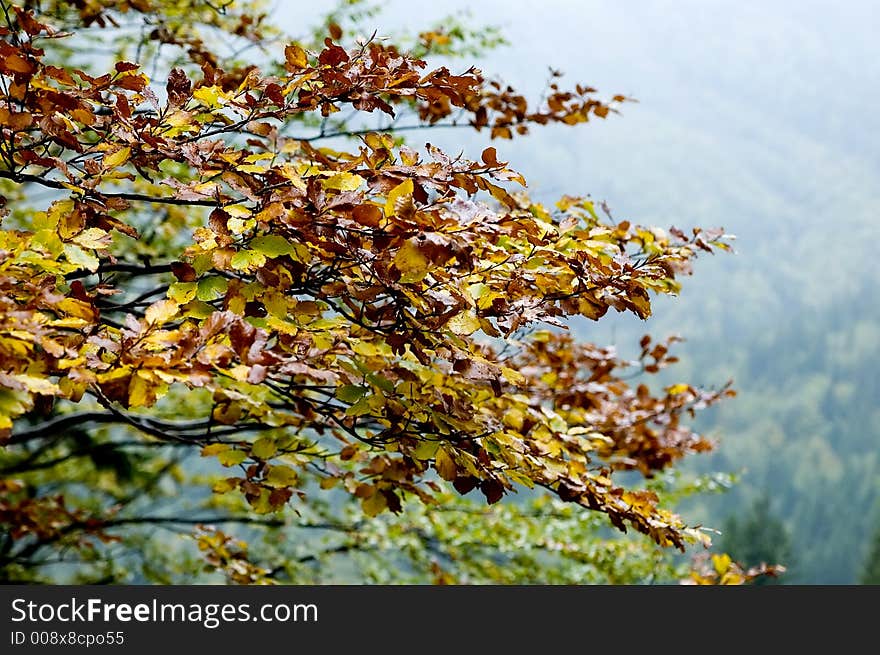 This frame was taken in the forest in Slovenia in the Fall season. This frame was taken in the forest in Slovenia in the Fall season.