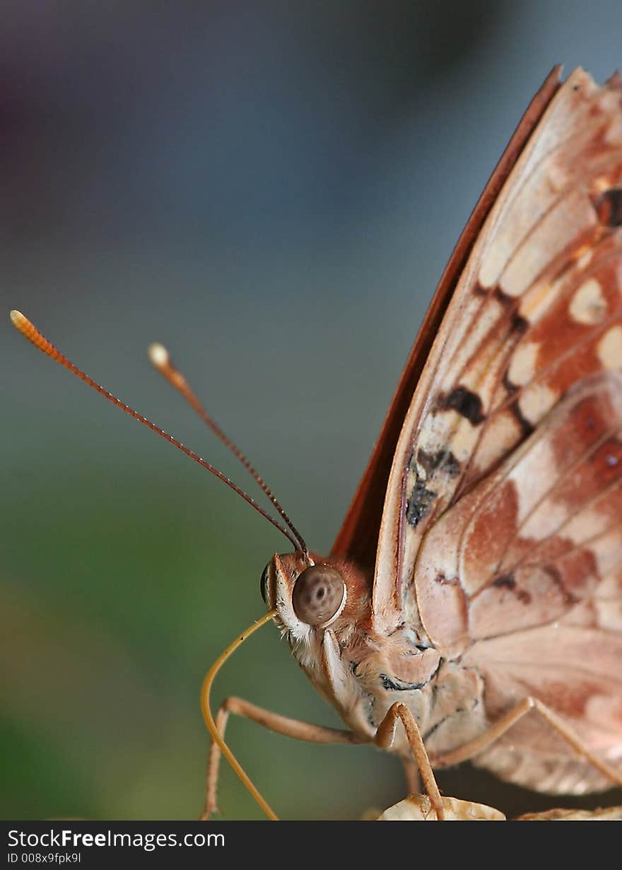 A close portrait of a butterfly. A close portrait of a butterfly