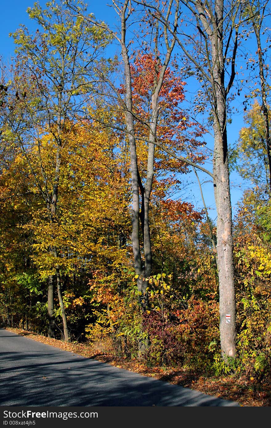 Fall with nice color in forest.