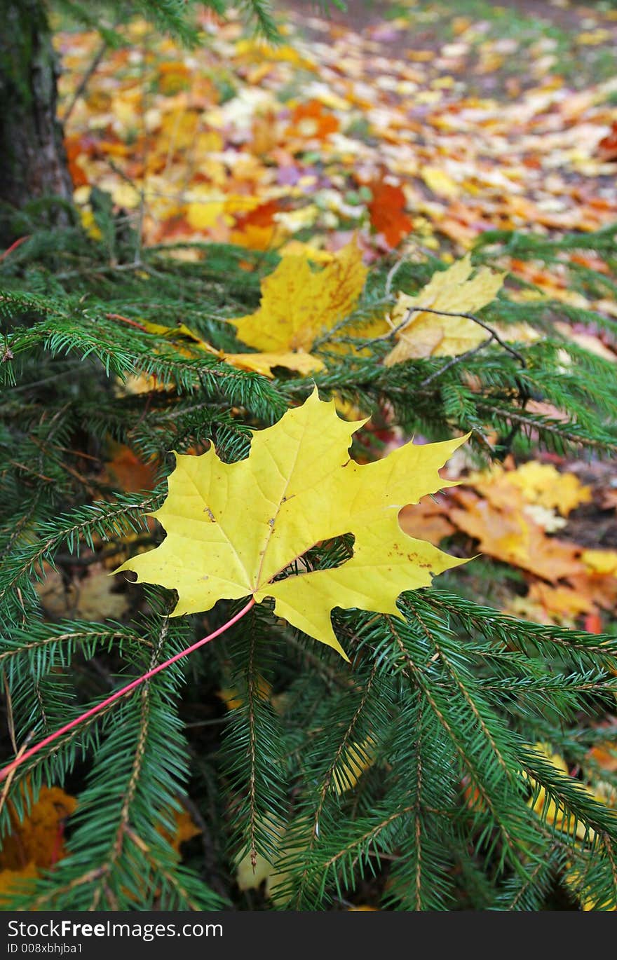 The fallen down leaf