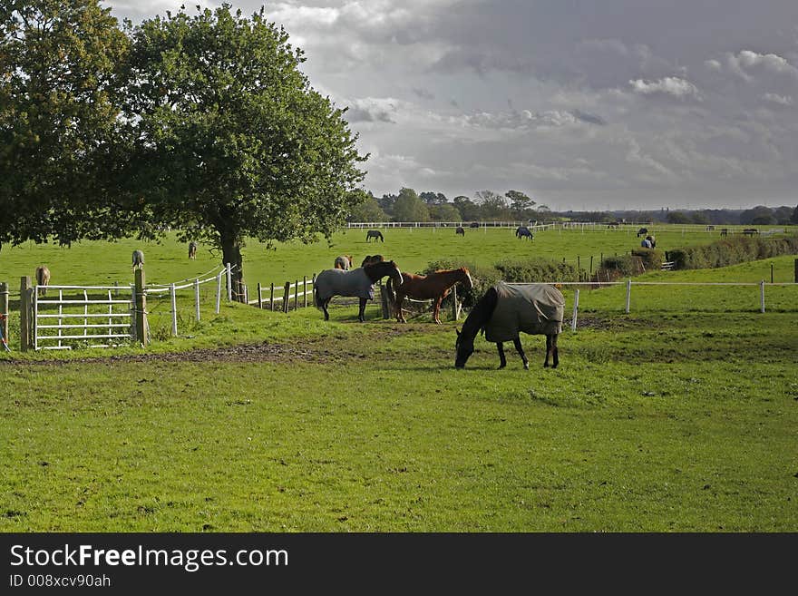 Horses on farmland, Storeton, Wirral, England. Horses on farmland, Storeton, Wirral, England.