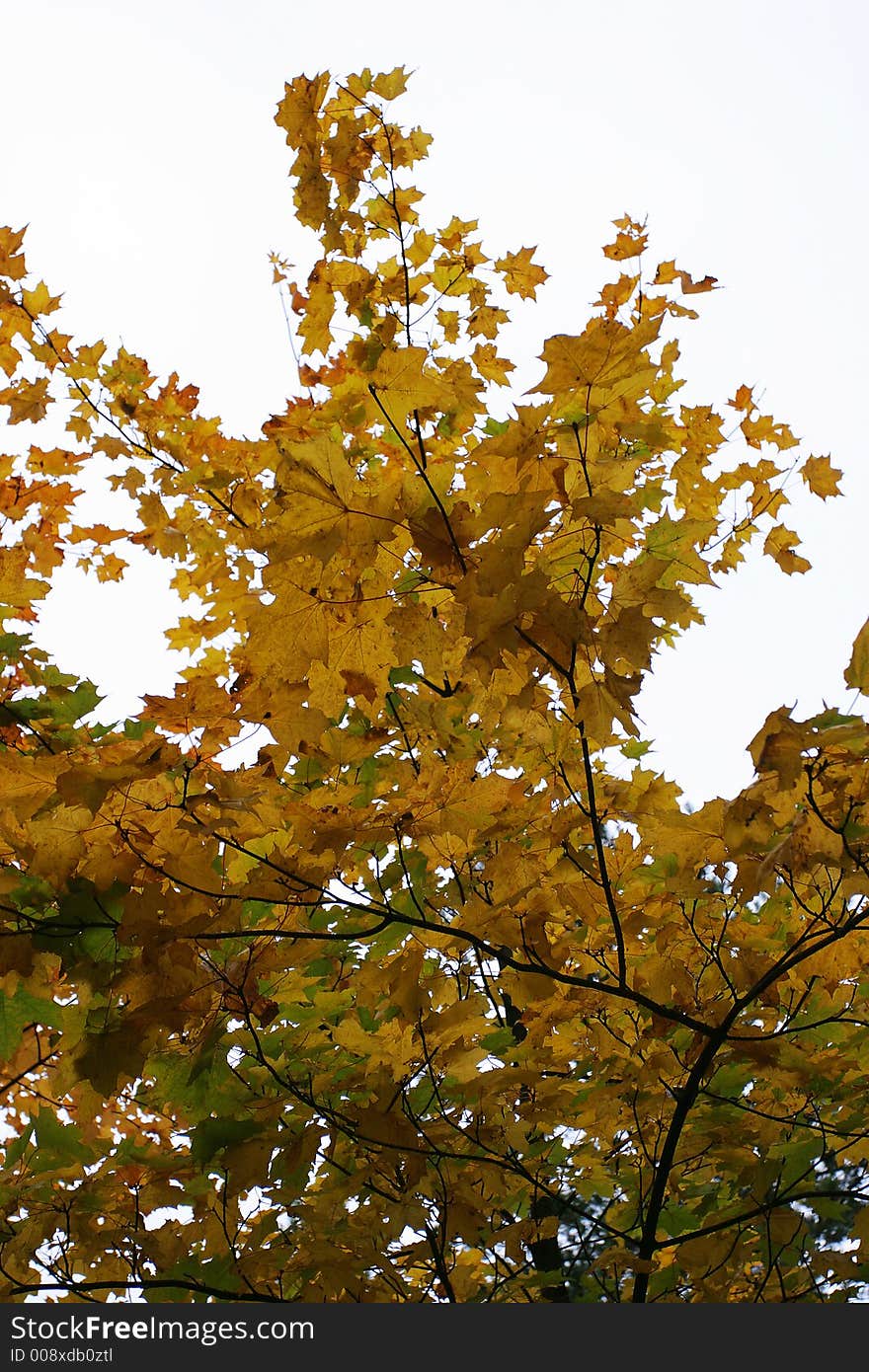 Wood on coast of a gulf in the autumn. Wood on coast of a gulf in the autumn