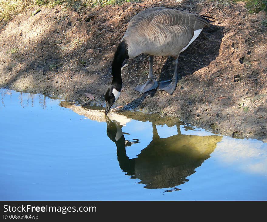 Canadian Goose