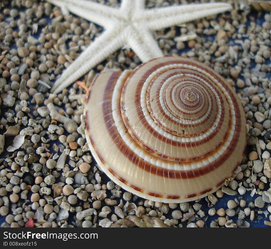 Sea Shell on Beach Sand