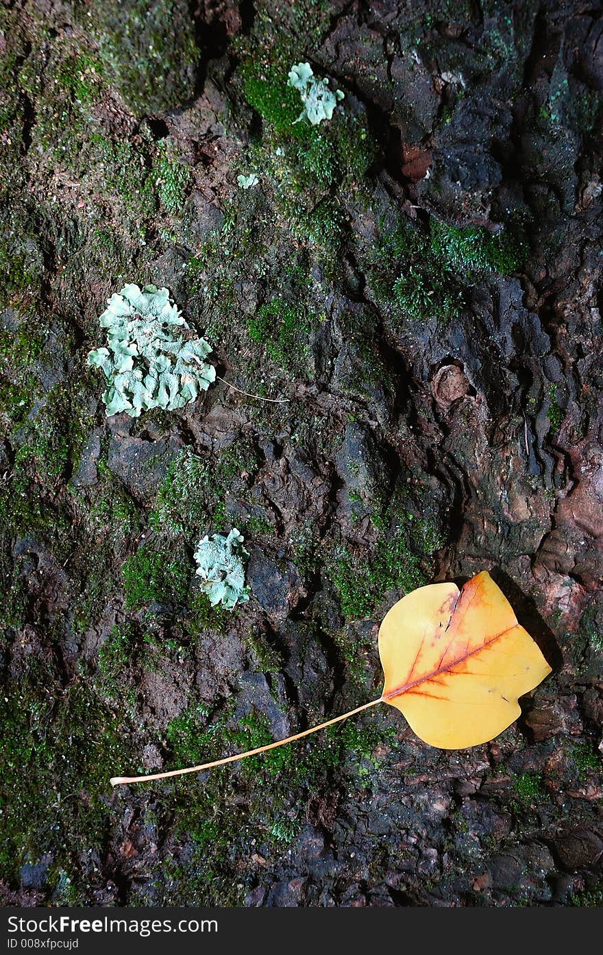 Bark of an old tree with lichens and leaf