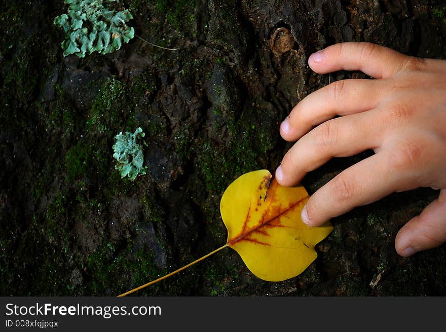 Bark Of An Tree With A Child Hand