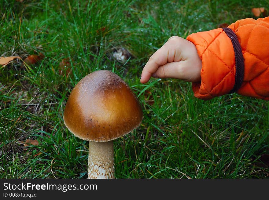 Mushrooms with hand of child