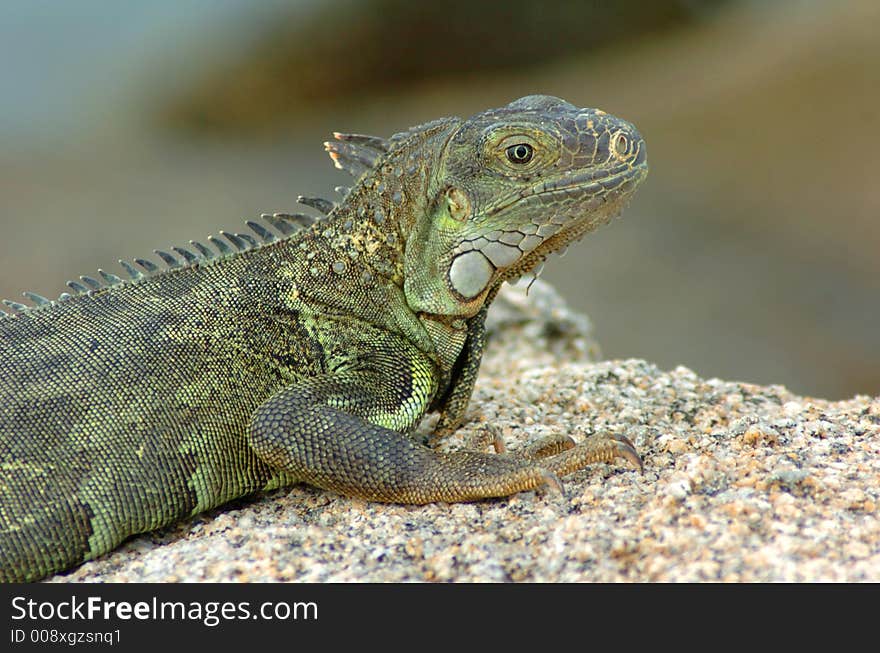 Colorful iguana resting in the sun. Colorful iguana resting in the sun