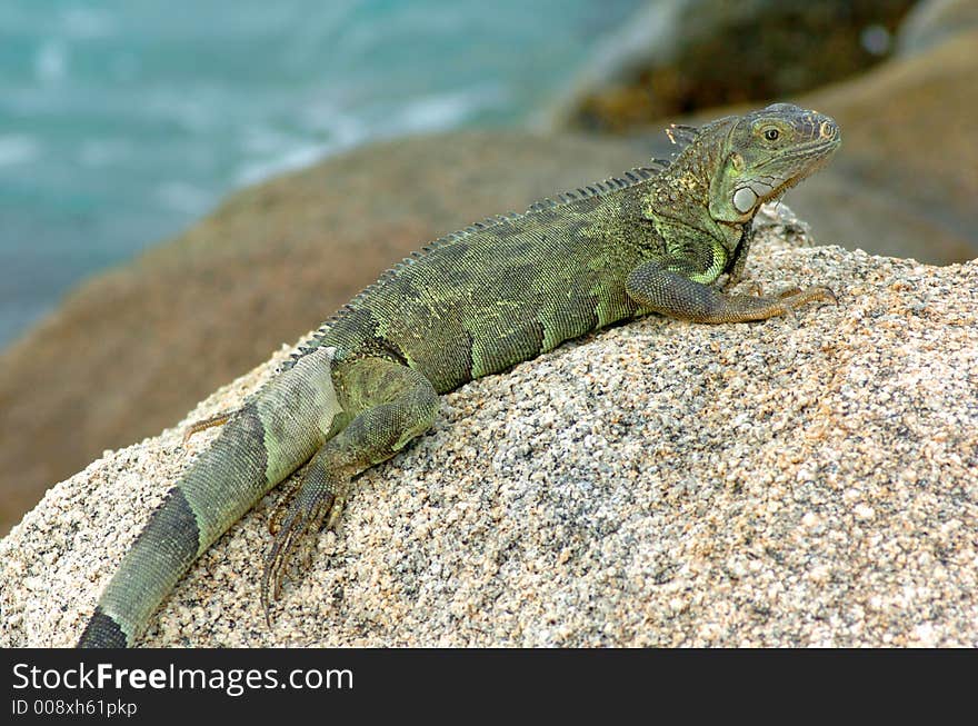 Colorful iguana resting in the sun. Colorful iguana resting in the sun