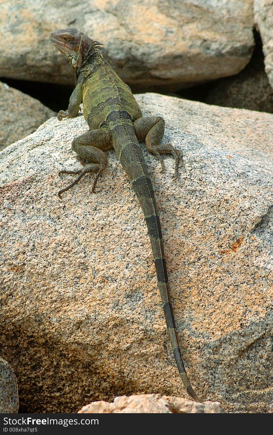 Colorful iguana resting in the sun. Colorful iguana resting in the sun