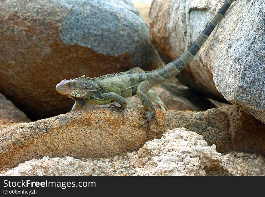 Colorful iguana resting in the sun. Colorful iguana resting in the sun