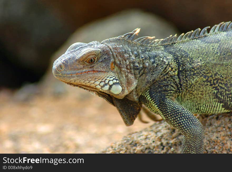 Colorful iguana resting in the sun. Colorful iguana resting in the sun