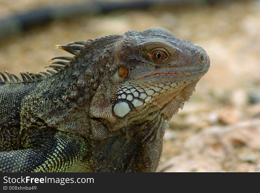 Colorful iguana resting in the sun. Colorful iguana resting in the sun