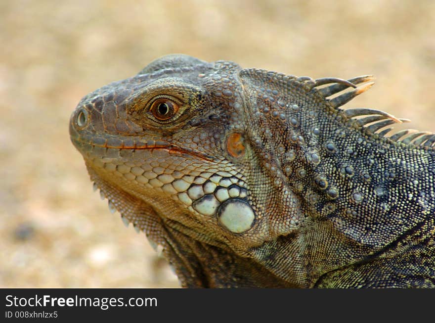 Colorful iguana resting in the sun. Colorful iguana resting in the sun