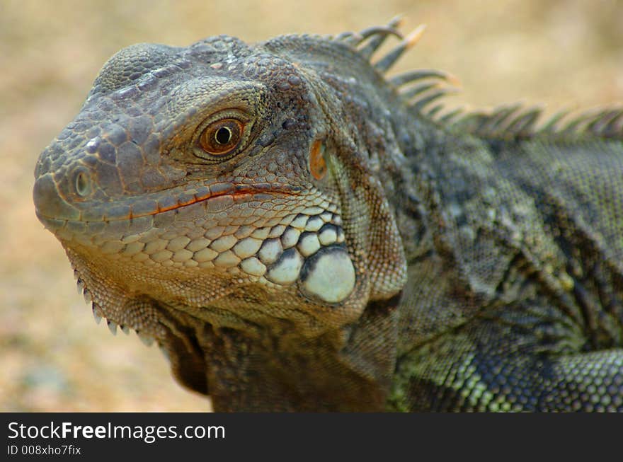 Colorful iguana resting in the sun. Colorful iguana resting in the sun