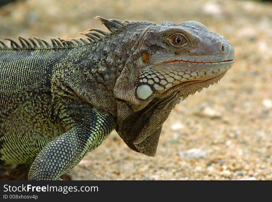 Colorful iguana resting in the sun. Colorful iguana resting in the sun