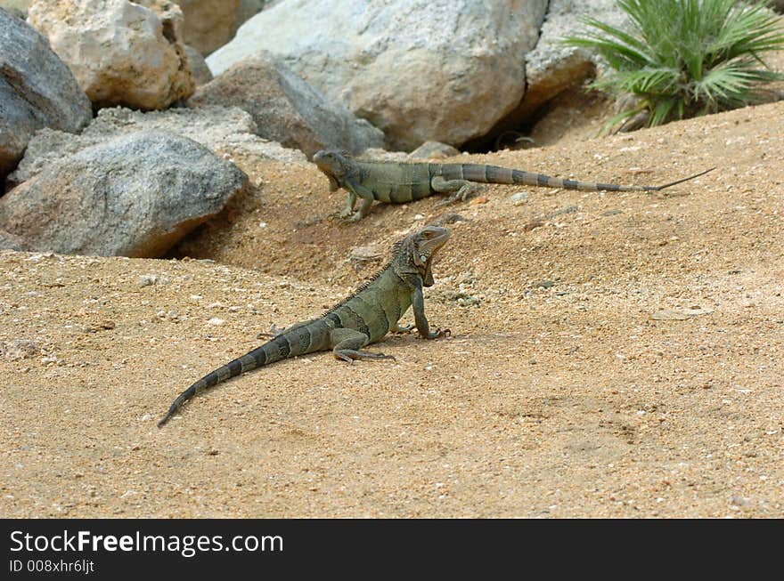 Colorful iguana resting in the sun. Colorful iguana resting in the sun