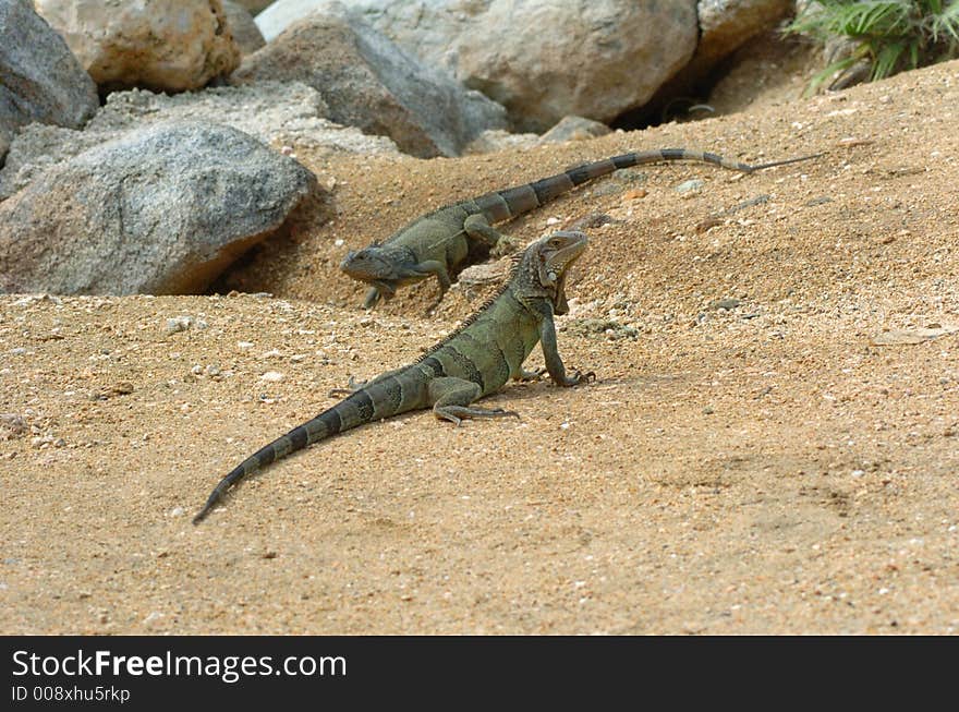 Colorful iguana resting in the sun. Colorful iguana resting in the sun