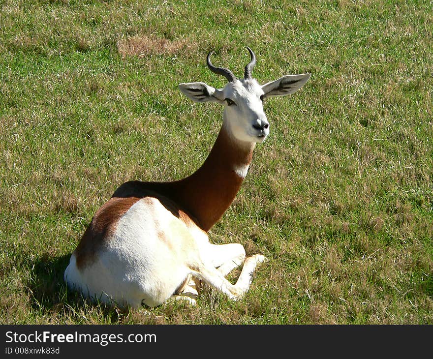 Dama Gazelle