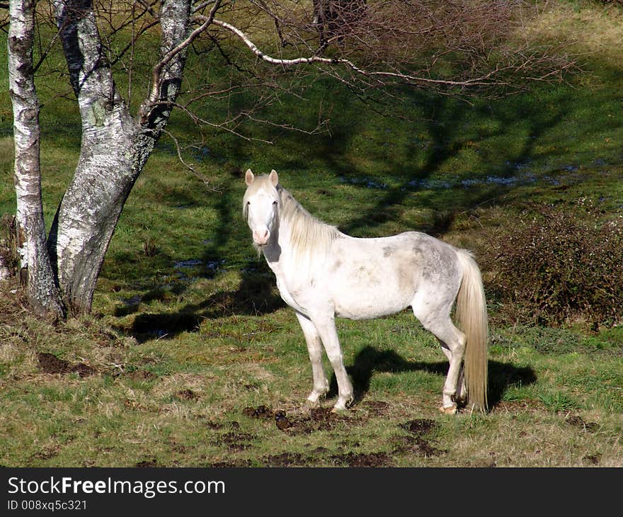 White horse in a mountain