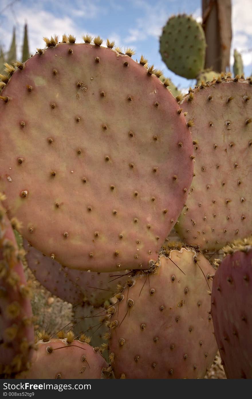 Prickly pear cactus in the desert southwest