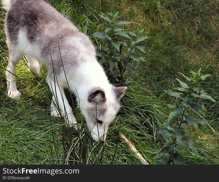 An arctic foxin a nature park. An arctic foxin a nature park