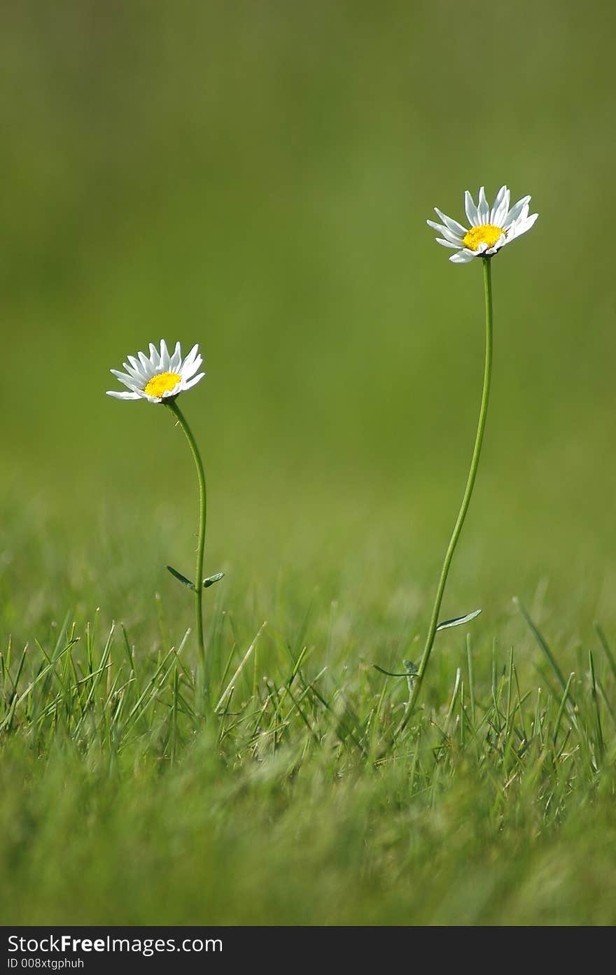 Two bright daisy flowers growing in a field of grass. Two bright daisy flowers growing in a field of grass.