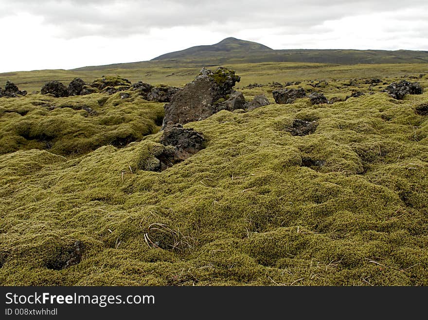 Moss on lava field