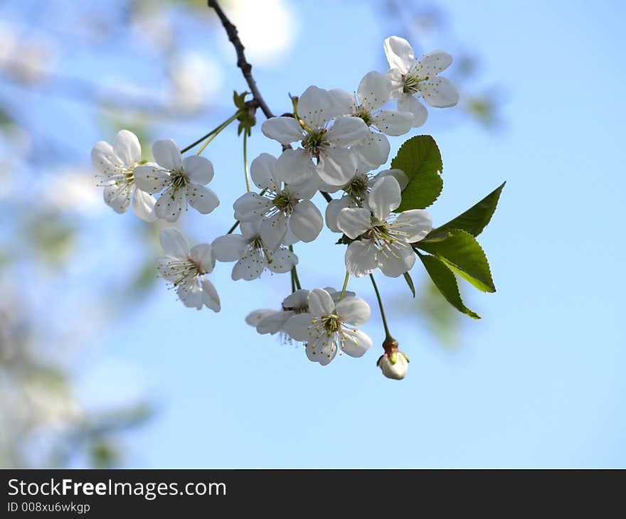 Spring flowers on apricot tree