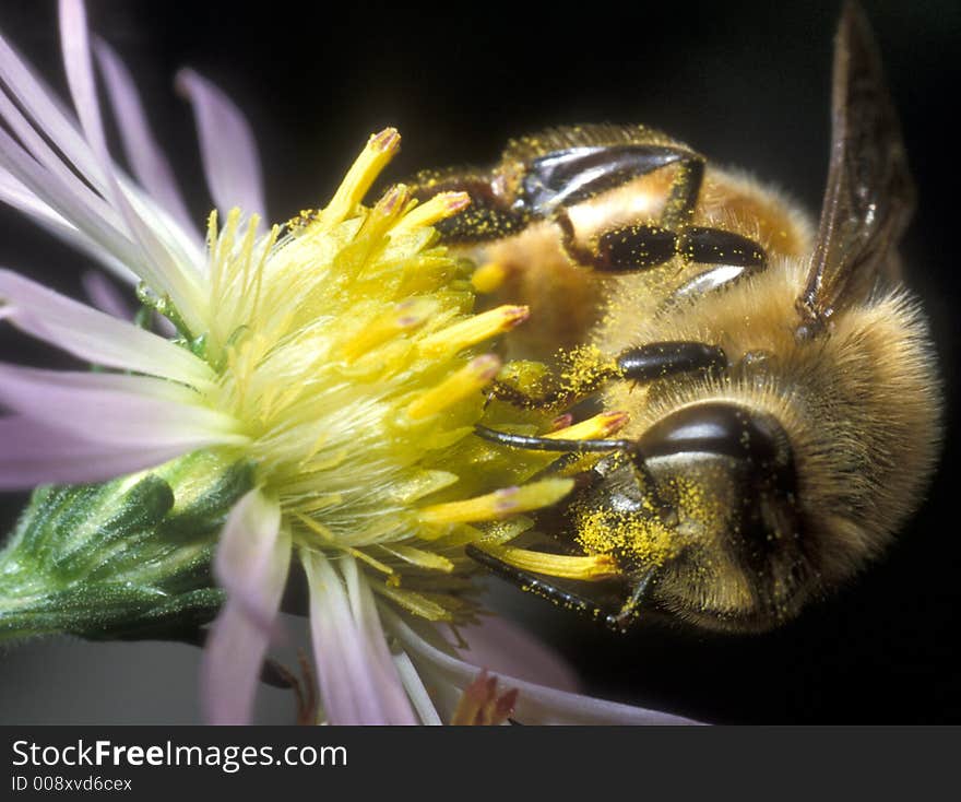 Busy honeybee licking nectar from a yellow flower