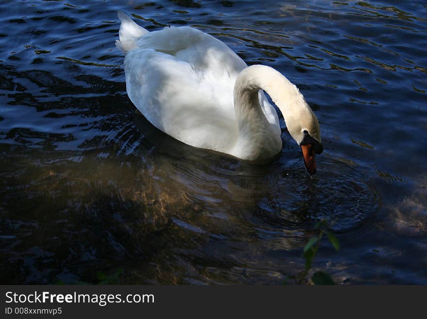 Swan