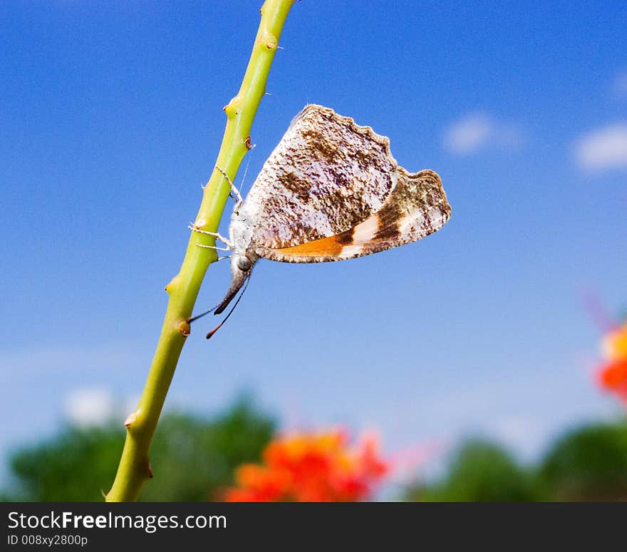 Butterfly against a clear blue sky. Butterfly against a clear blue sky.