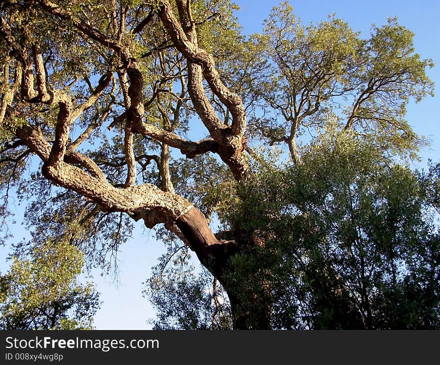 Sobreiro common tree in the mediterranean of which of extracts the cork oak